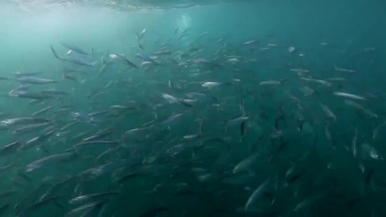 Sardine Run 2010 Hd