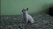 Кучето на Метин Енимехмедов