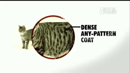 Cats 101 - American Bobtail 