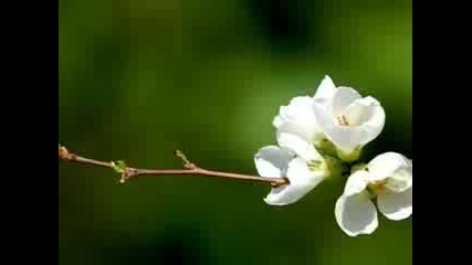 Morning Has Broken