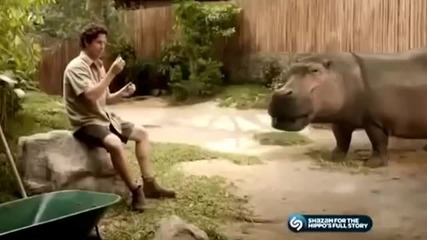 Reklamata na Kitkat s Hipopotama
