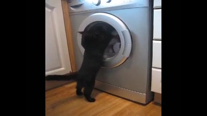 Котка срещу пералня.. 