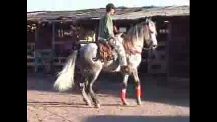 Caballos Dec 2005