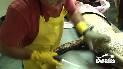 Интересно е да знаем, как се добива филе от алигатор за ресторантите в Маями