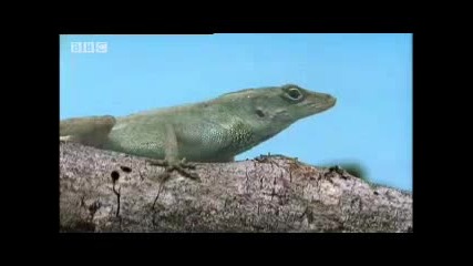 Bahamas hurricane central - Wild Caribbean - Bbc Nature 