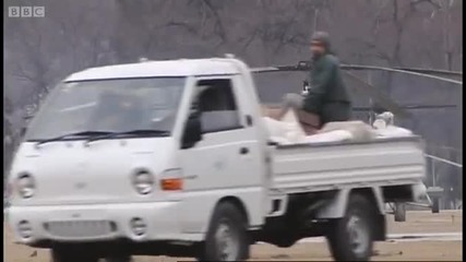 Живота на снежните леопарди