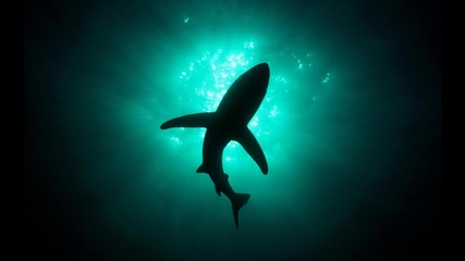 Celldweller - Shark Attack [r-mix]