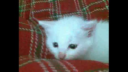 Котето0001.wmv