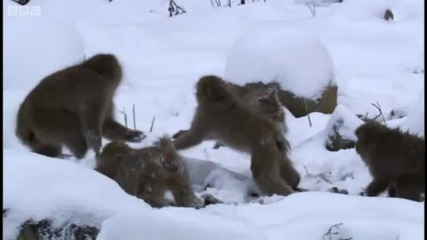 Snow monkeys at play - Bbc 