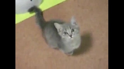 strel4a kote 1