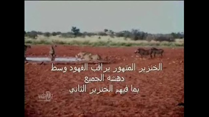 Глиган атакува гепарди