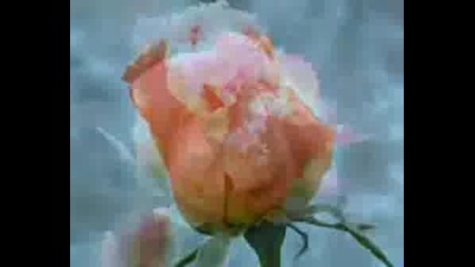 A Rose In Winter