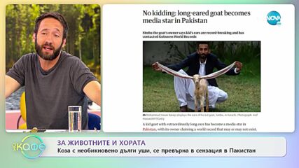 За животните и хората - Коза с необикновено дълги уши, се превърна в сензация в Пакистан - „На кафе”