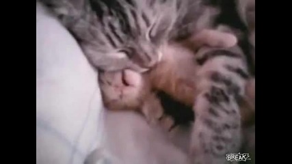 Cat Hugs Baby Kitten Having Nightmare