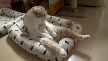 Сладичко коте