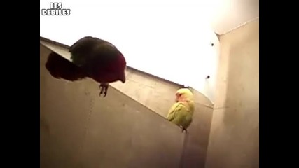 Къде ли влезе папагала ?