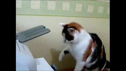 Cat Vs Printer 