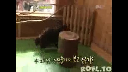 Little Panic Bear 