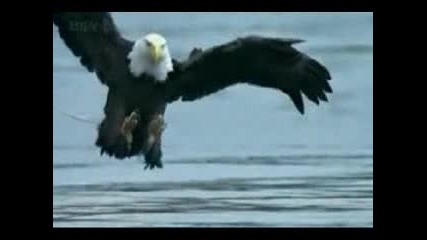 The Freedom Aliance