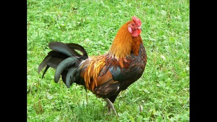 Dj Bewan - Chicken Song