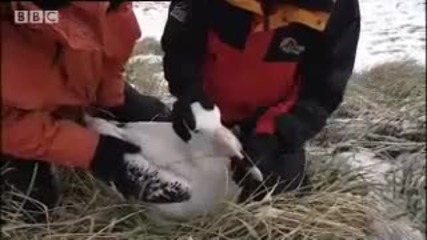 Atlantic Albatross - extreme animals - Bbc wildlife 