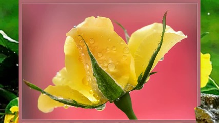 Жълти рози... ...(music Michel Pepe)... ...