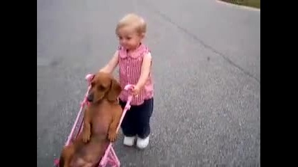 Малко момиченце вози на детска количка дакел 