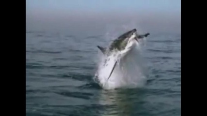Акула атакува 