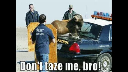 Very Funny Animals! part 2