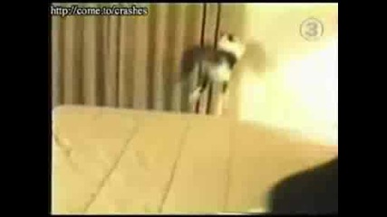 funny cats