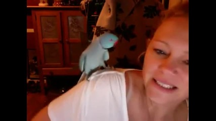 Бъбрив папагал флиртува със стопанката си иска целувка
