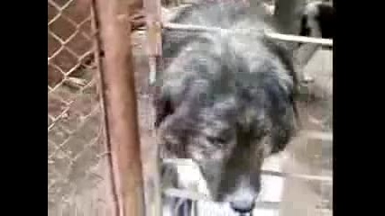 karakachan dogs