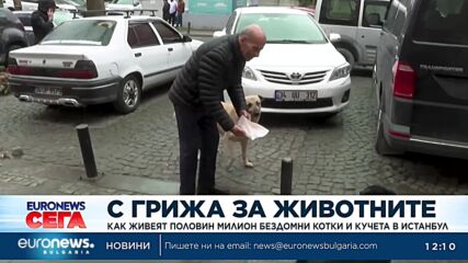 Как живеят половин милион бездомни котки и кучета в Истанбул