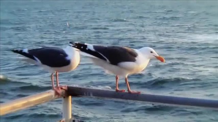 The Legend of the Scavengers The Seagulls of Santa Monica Trailer 