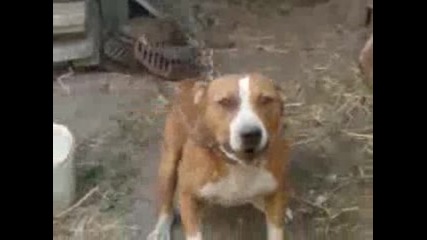 go6ko pitbula