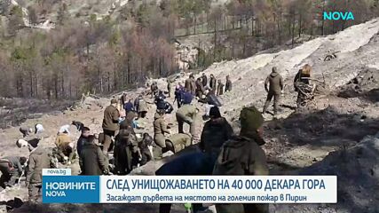 След унищожението на 40 хиляди декара гора: засаждат дървета на мястото на големия пожар в Пирин