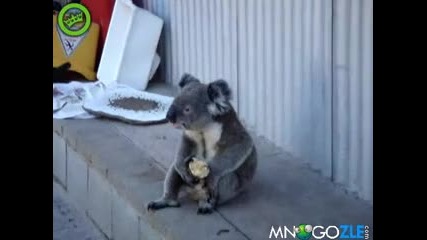 Сладка коала си похапва ябълка