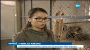 Канал за незаконна търговия на животни през България