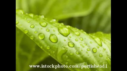 green leaves and raindrops photos