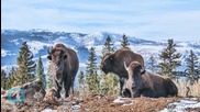 Hey, Wyoming Drivers: Beware the Migrating Wildlife