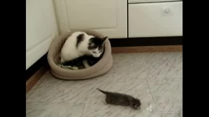 Безгрижна Майка Котка