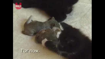 Котка Осиновява Бебета Катерички !! 
