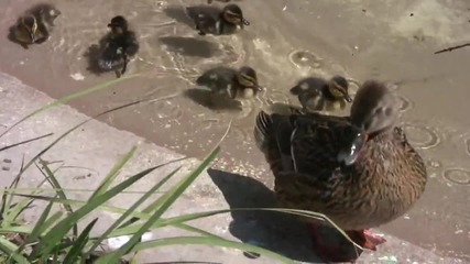 San Diego Zoo - Патици и патета