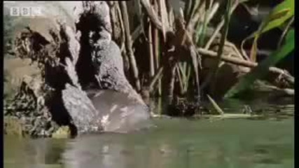 Giant Otters & Crocodilian Facts - King Croc - Bbc Animals 