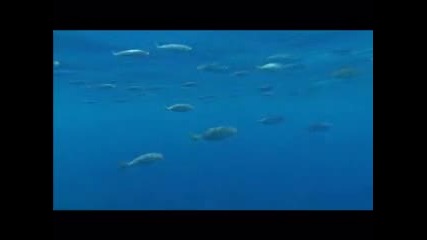 Bbc Blue Planet еп 3 Открития океан част 1 