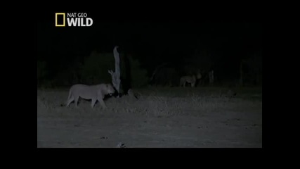 nat geo wild lions