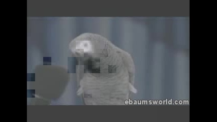 Най - Интересния Папагал На Света