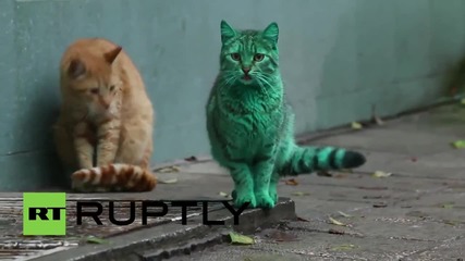 Мистериозна зелена котка във Варна