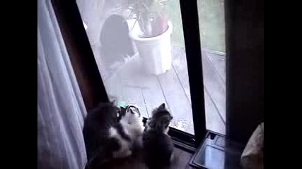 Сладки Котенца Се Мислят За Спайдър Мен