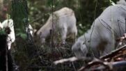 Стада с кози "защитават" горите на Чили от пожари (ВИДЕО)